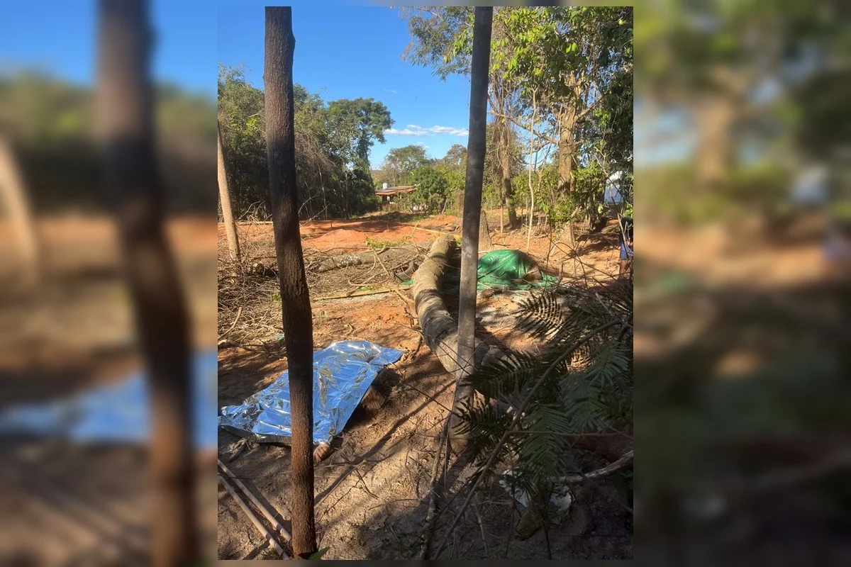 Trabalhador morre esmagado por tronco durante poda de árvore em Goiás