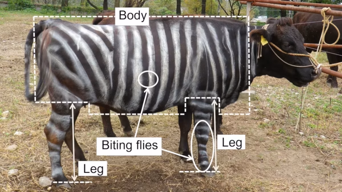 Por que a zebra é listrada? Estudo com gado derruba mito térmico