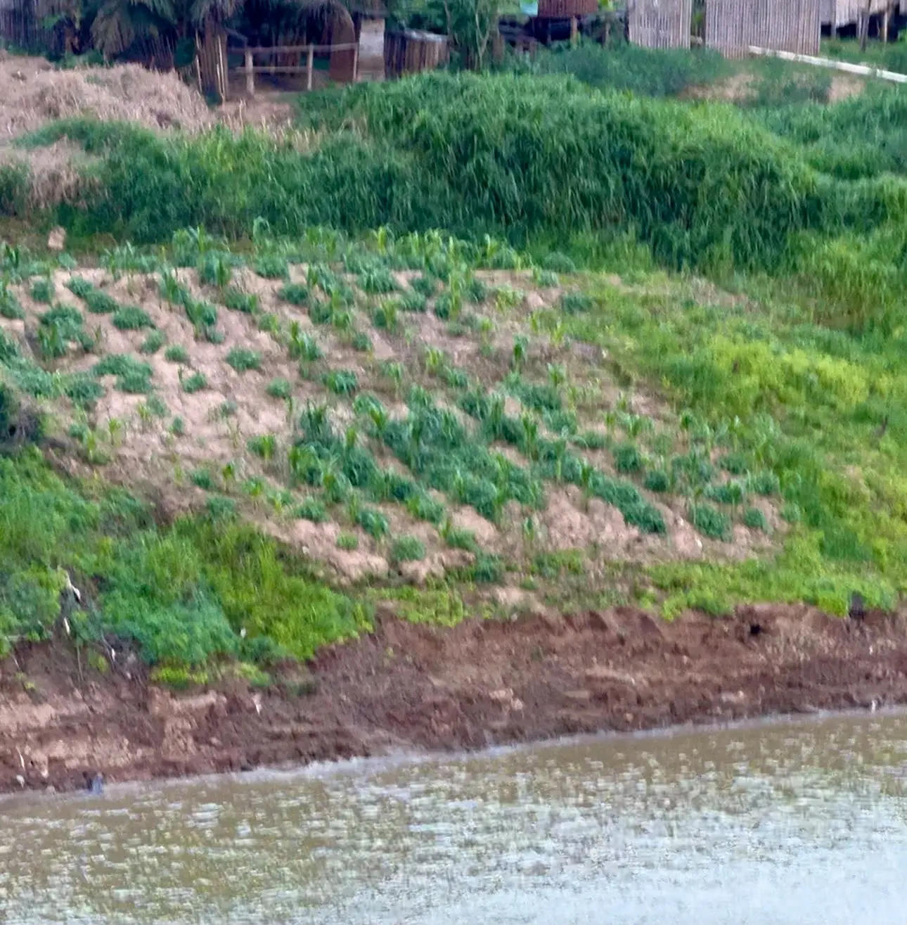 Vazante do Iaco transforma barrancos em roçados em Sena Madureira
