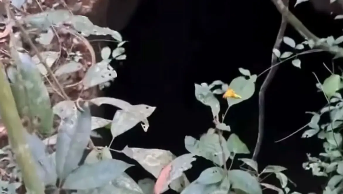 Caçadores encontram buracos misteriosos escondidos na floresta