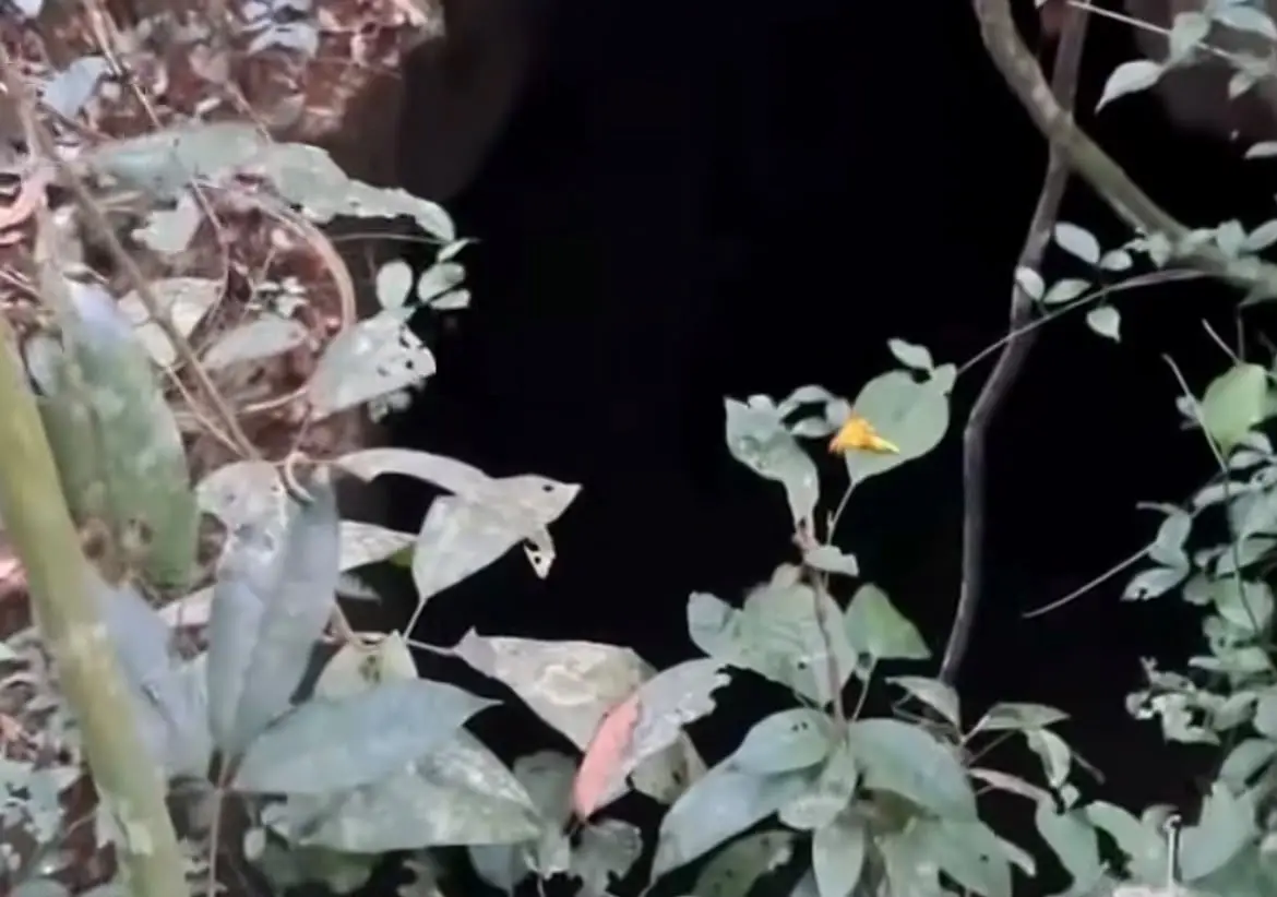 Caçadores encontram buracos misteriosos escondidos na floresta