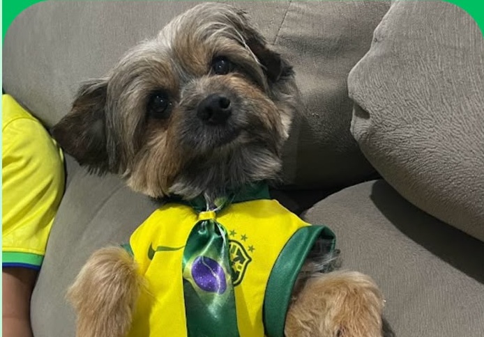 Segundo o anúncio divulgado nas redes sociais, Zeus fugiu de casa na Travessa Guilherme