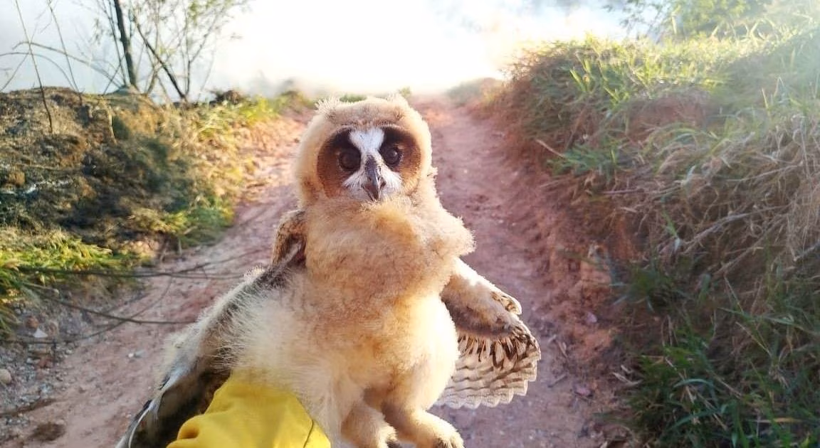 Bombeiros encontram dois filhotes de coruja encurralados em incêndio e missão de contenção é acionada para salvar animais