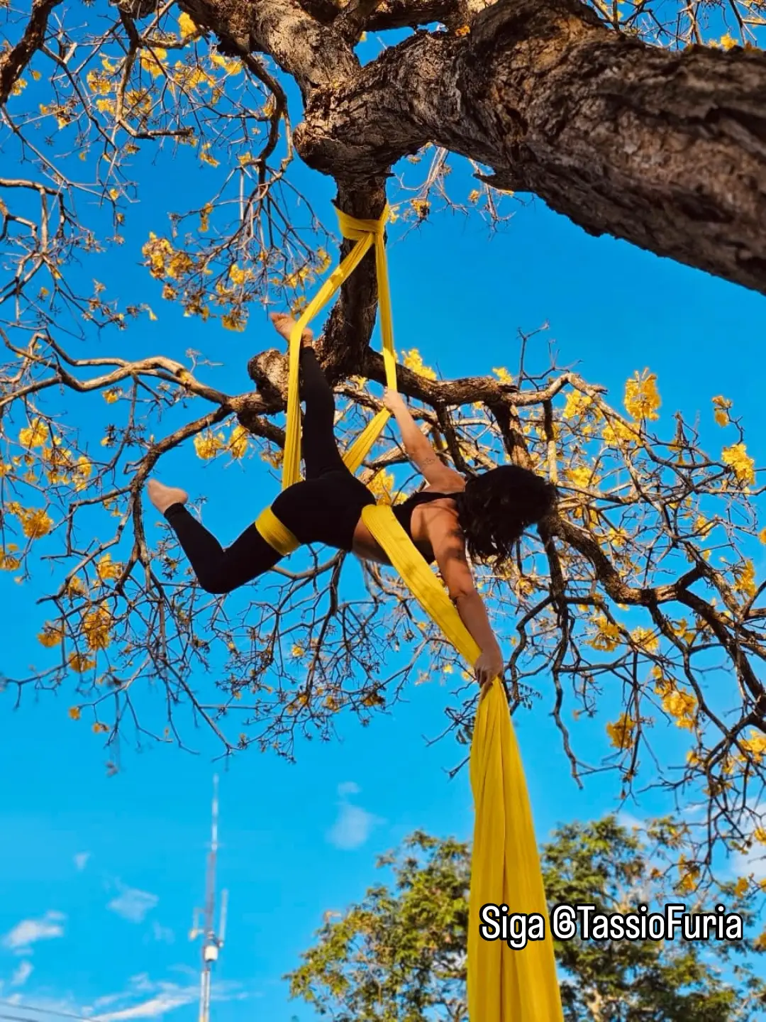 Chegada do calor colore Rio Branco com ipês e inspira ensaio fotográfico