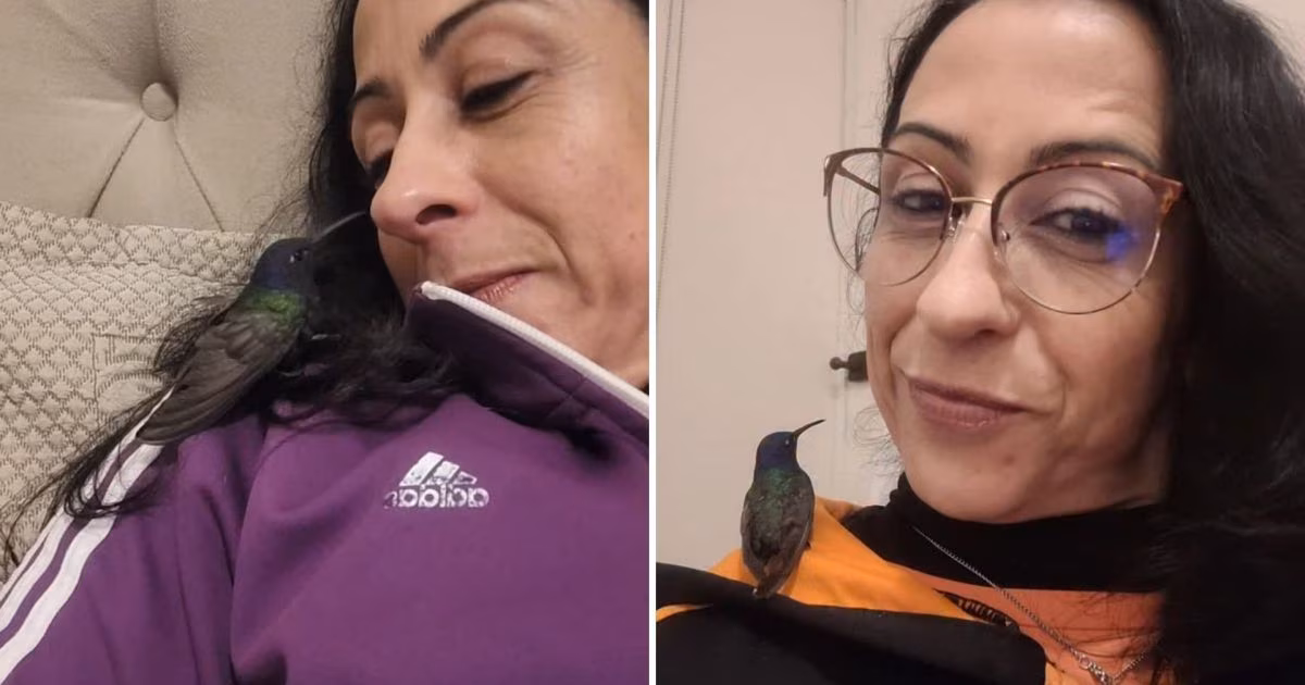 “Ganhei um beijinho”: Mulher relata despedida emocionante de beija-flor reabilitado em casa
