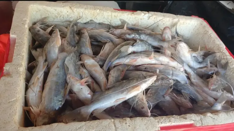 A comercialização do pescado também movimenta os vendedores que atuam na região