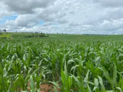 Plantio de milho no Acre terá novo calendário contra riscos do clima