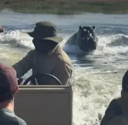 Hipopótamo persegue barco de turistas em rio de Botsuana