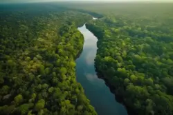Brasil perdeu 14% de sua vegetação nativa em 40 anos, aponta MapBiomas