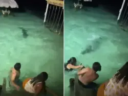 Banhistas fogem do mar após aproximação de crocodilo durante banho noturno
