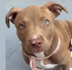 Família procura filhote de pitbull desaparecida em Rio Branco