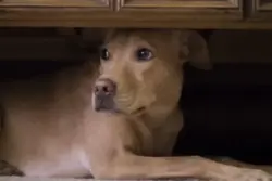 Medo e ansiedade atingem oito em cada dez cães, aponta pesquisa