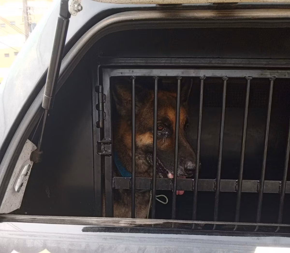 No Acre, cachorro avaliado em R$ 2 mil é recuperado pela Polícia Civil