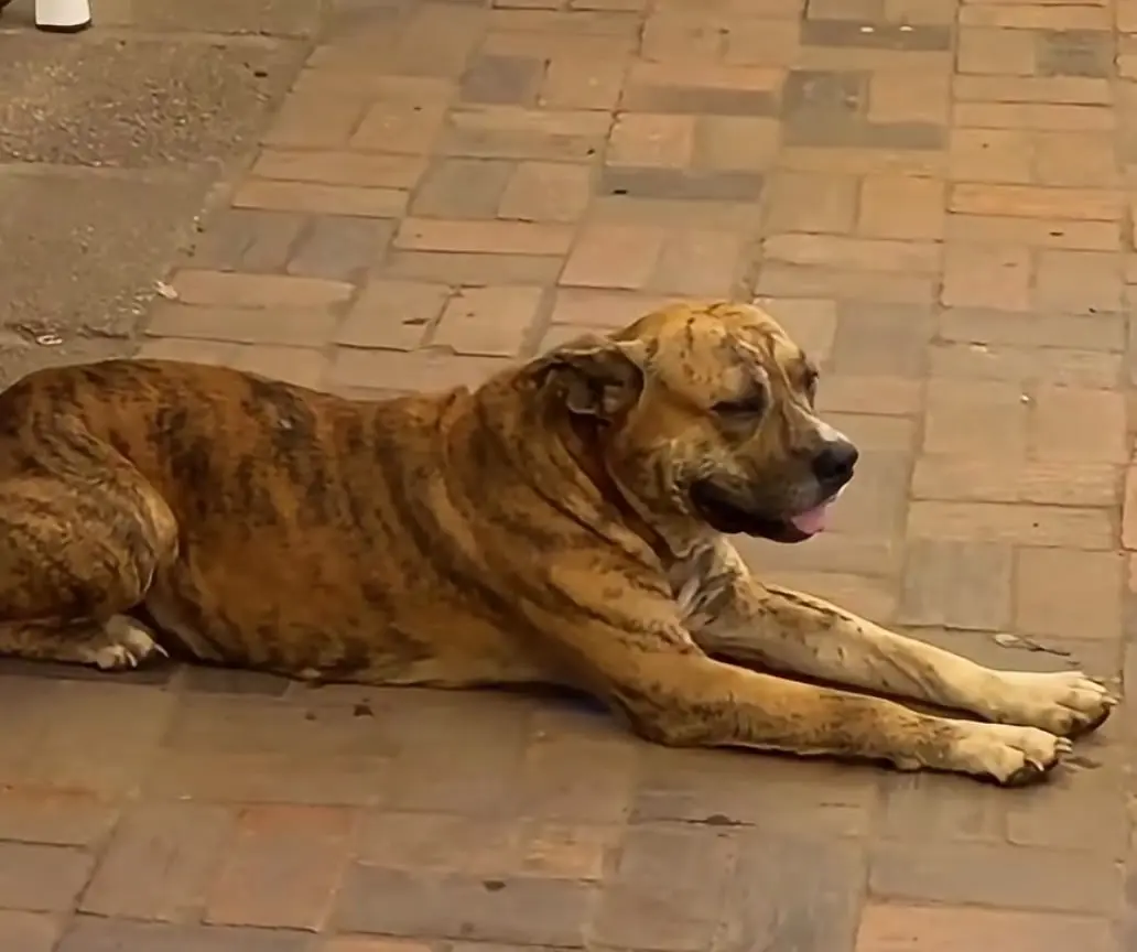 Cão “guardião” da Expoacre deitado na entrada do parque encanta as redes sociais