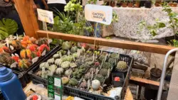 Cactos raros na Expoacre: loja traz mais de 600 espécies