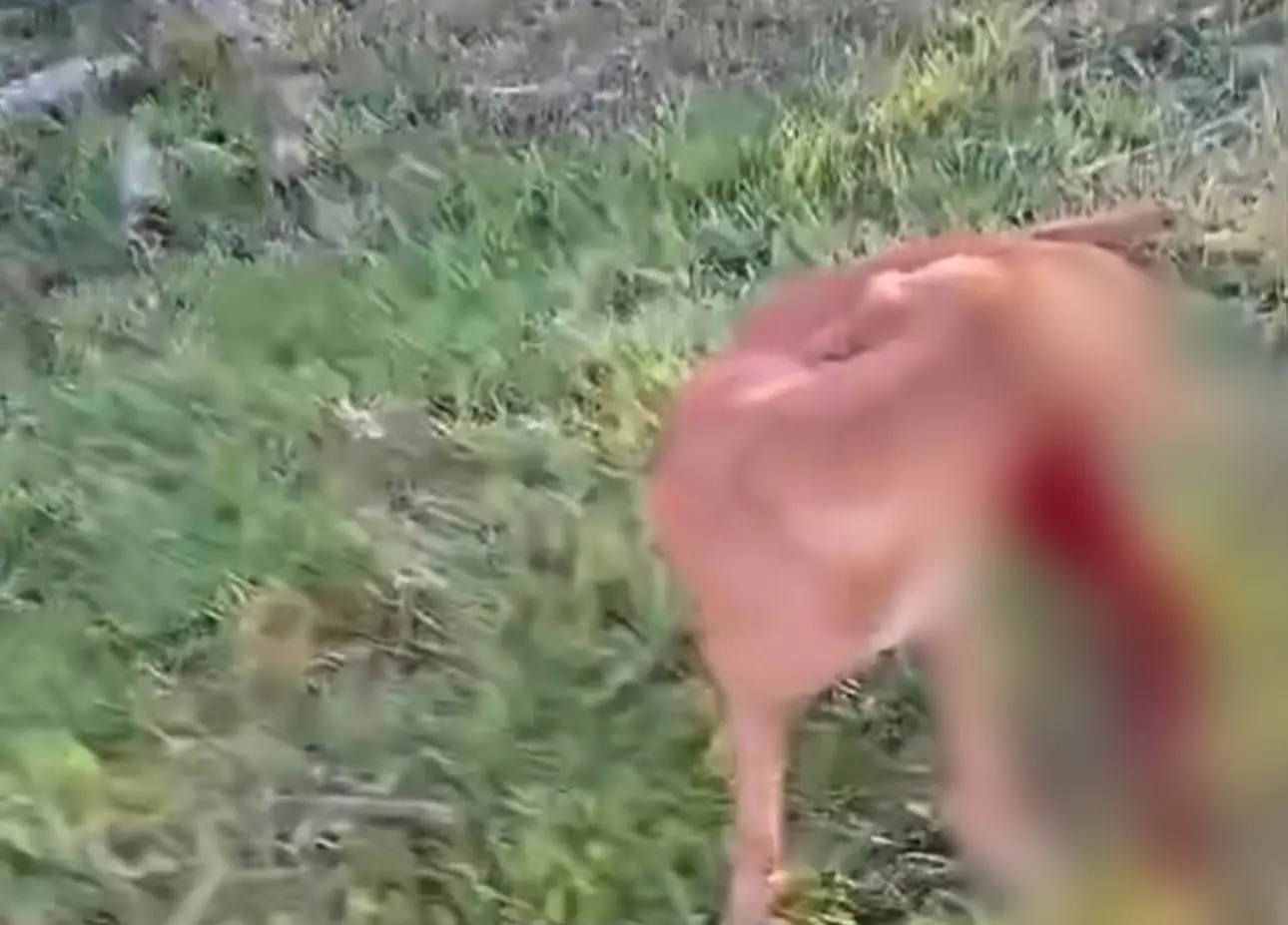 Polícia procura homem suspeito de atirar contra cachorro no Acre