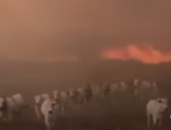 Vídeo mostra gado e trabalhadores correndo de incêndio em MT