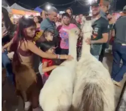 Lhamas atraem olhares e viram sensação entre visitantes da Expoacre