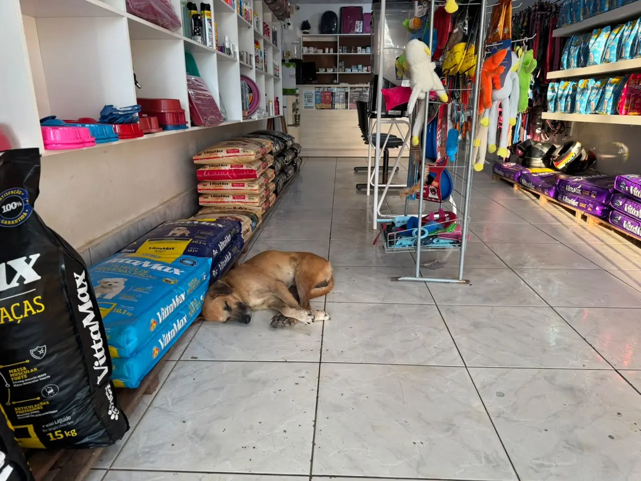 No Acre, caramelo conquista funcionários de pet shop e encontra refúgio do calor