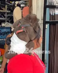 Macaquinha em ombro de indígena chama a atenção no comércio do interior do Acre