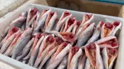 Piracema reduz preço do pescado e movimenta Mercado do Peixe em Cruzeiro