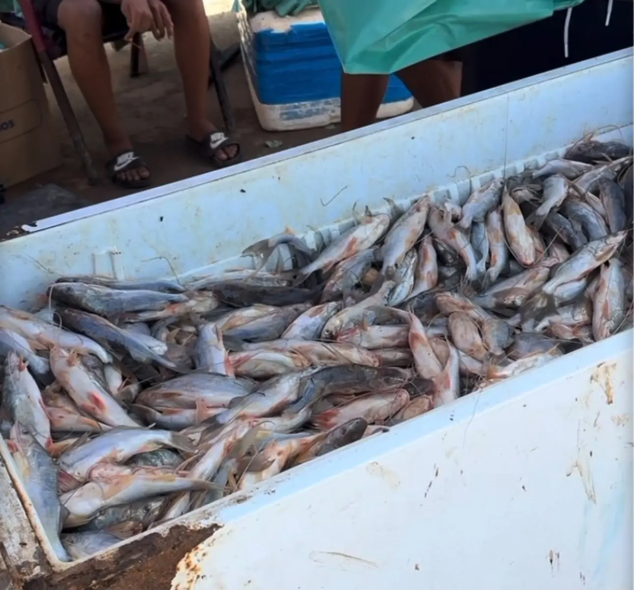 Preço do quilo do mandim volta a cair e é vendido por R$ 10 em Sena