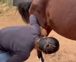 Médica veterinária sofre coice violento de cavalo