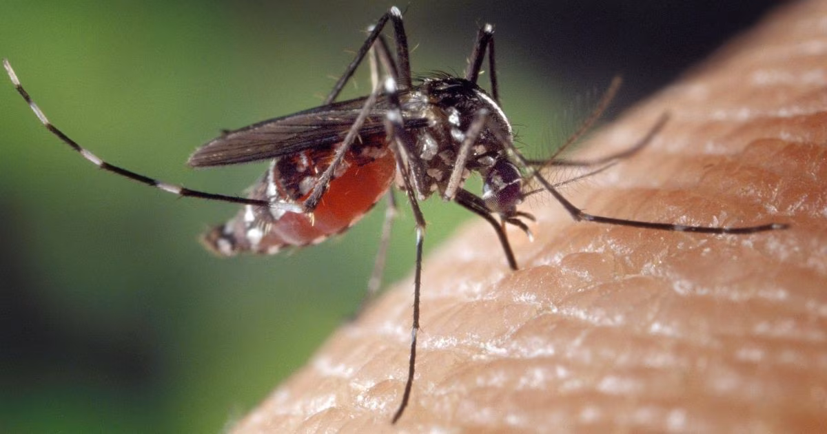Pesquisadores da USP desenvolvem “vacina inteligente” contra chikungunya