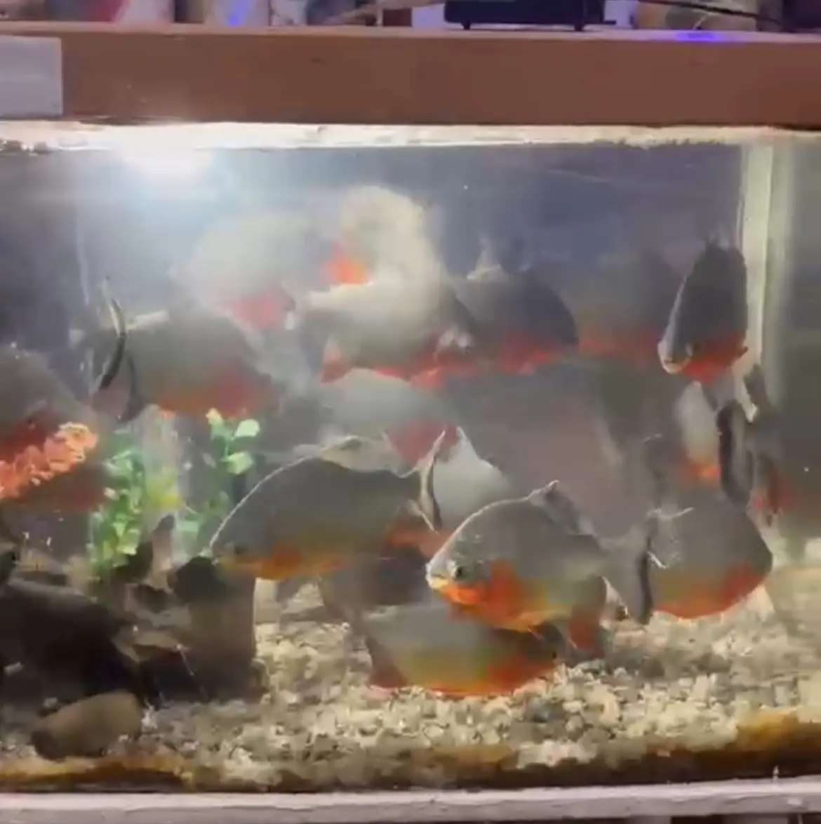 Peixes de mais de um metro encantam criançada na Expoacre