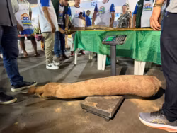 Produtores rurais se destacam nas competições de maior e mais pesada mandioca