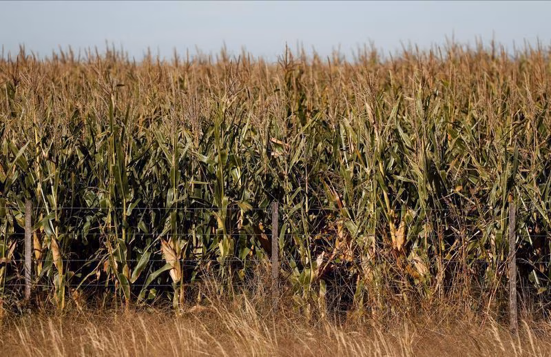 Área de milho na Argentina deve ficar estável em 2026/27