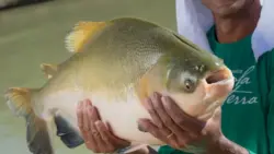 Ameaçado de extinção, peixe popular no Acre pode ter pesca proibida no país