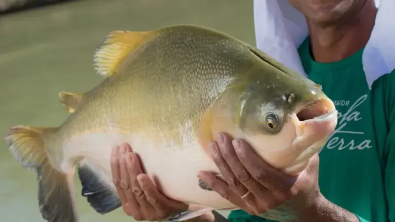 Tambaqui entra em lista de extinção e preocupa
