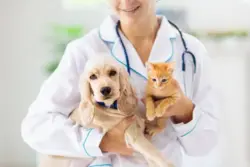 Veterinários terão nova anuidade em 2027; veja quanto será cobrado