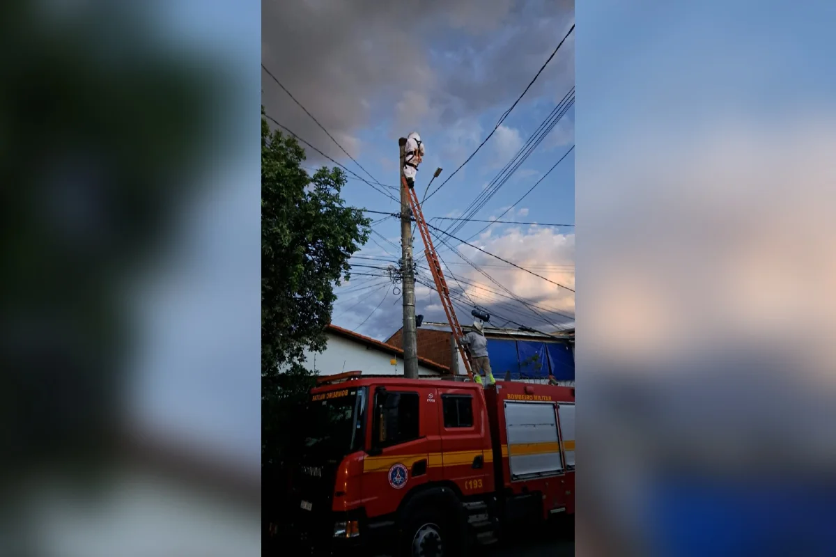 Irmãos são atacados por enxame de abelhas em Montes Claros; homem sofre parada cardíaca