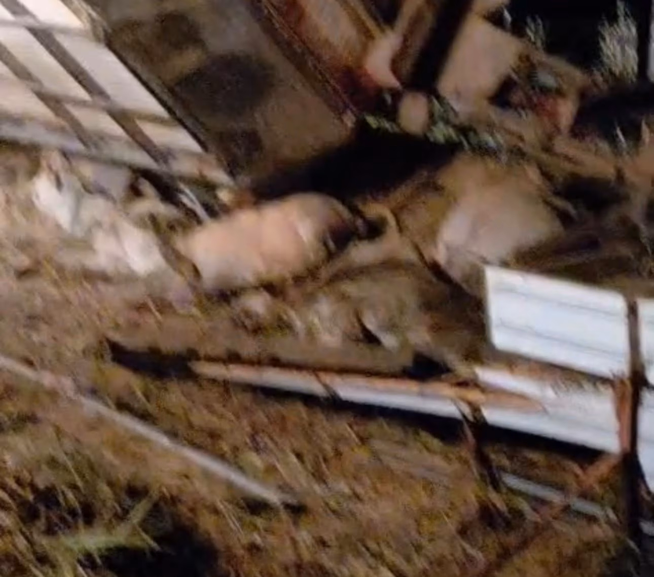 Bovinos morrem após carreta boiadeira tombar na BR-364 no interior do Acre