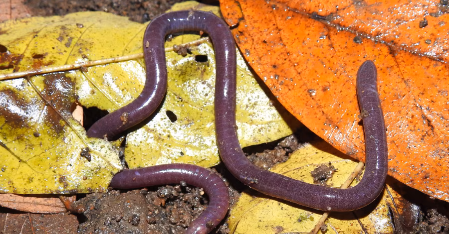 Pesquisador do Acre integra estudo que revelou ‘cobra-cega’, nova espécie de anfíbio