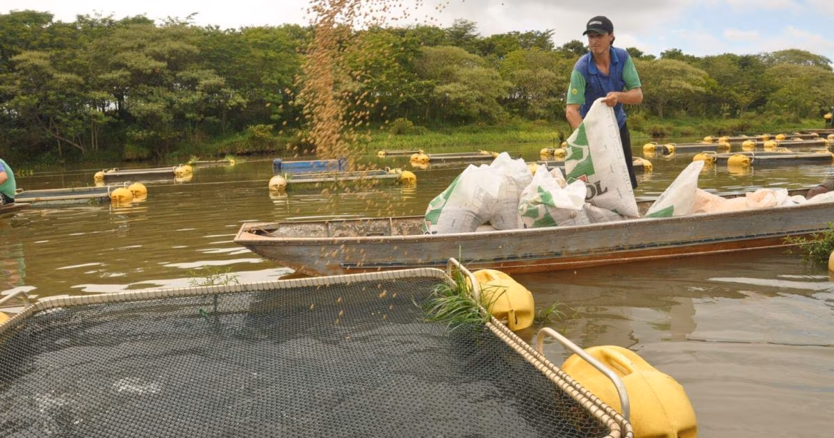 Produção de tilápia cresce 148% em dez anos e chega a 707,5 mil toneladas
