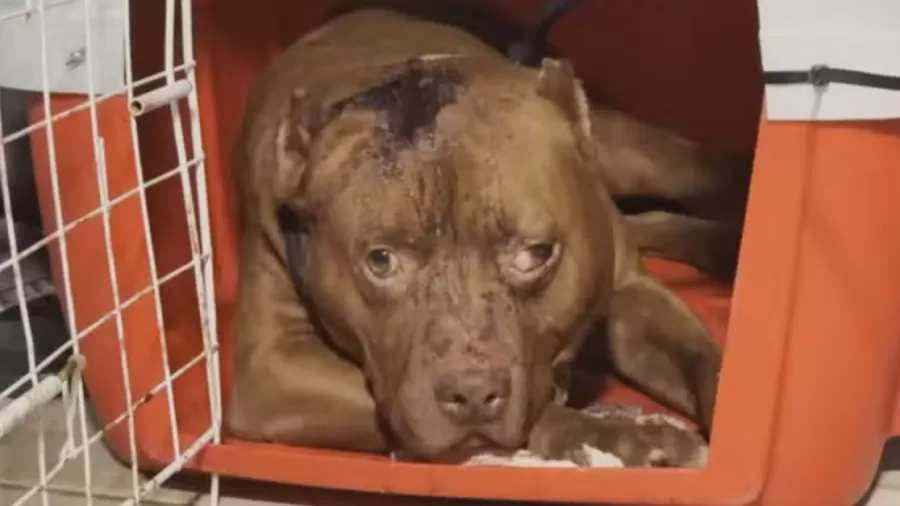 Criança morre após ser atacada por pitbull dentro de casa