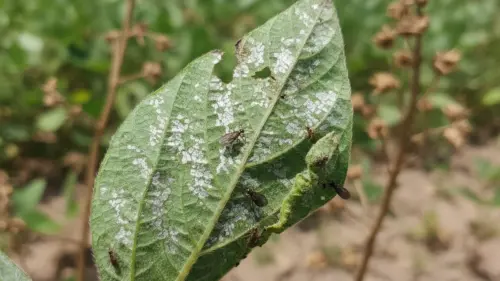 Alerta: praga que ameaça lavouras é encontrada pela 1ª vez no Acre