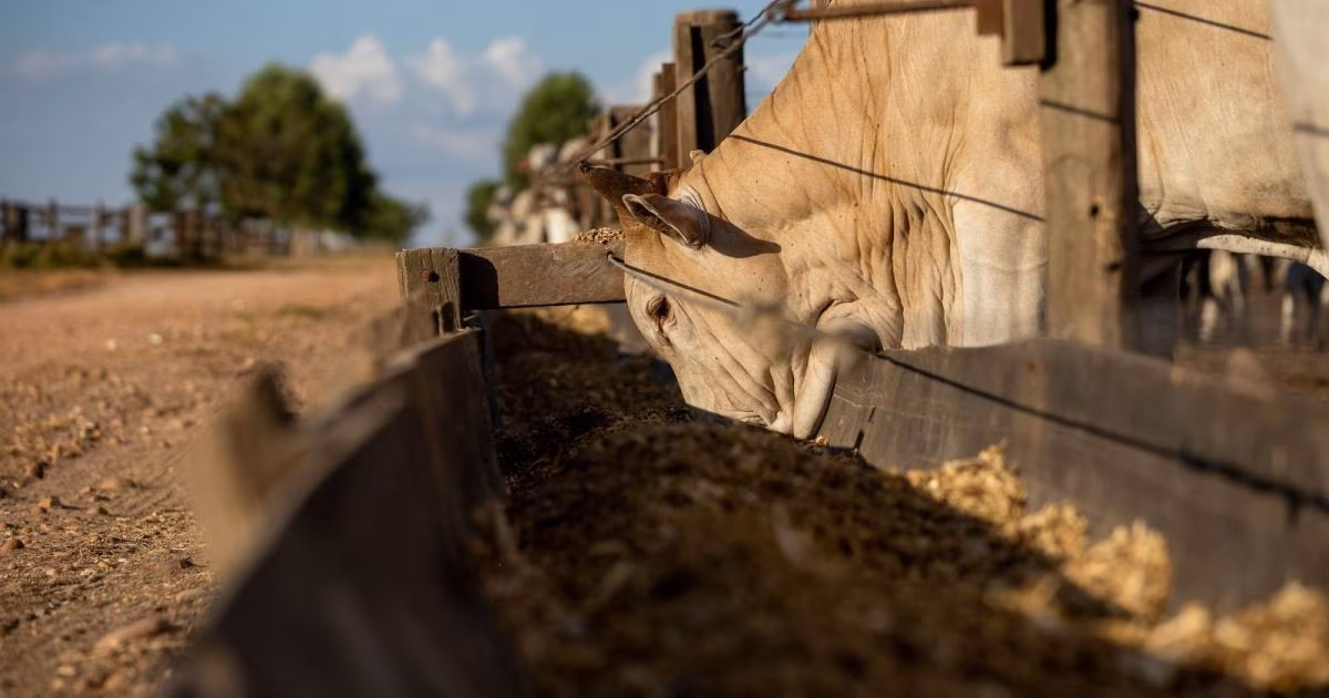 DSM-Firmenich prepara venda da área de saúde e nutrição animal à CVC