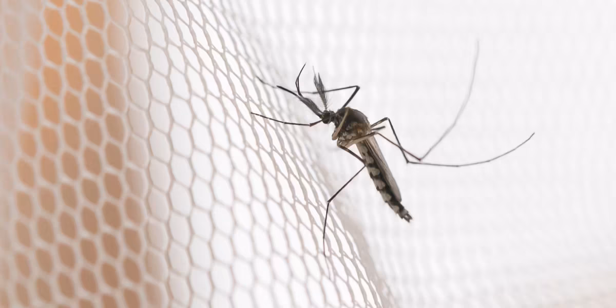 Casos de dengue no Acre mais que dobram em agosto de 2026