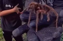 Pai e filho param trânsito para resgatar aranha gigante em via pública