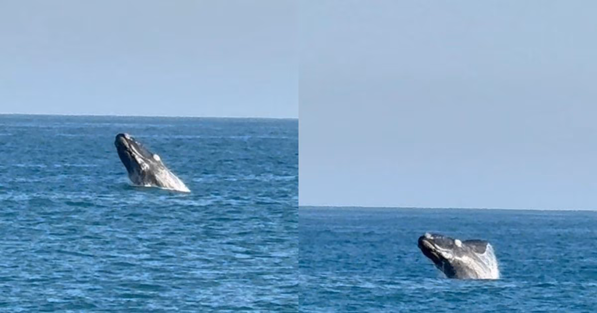 Baleia salta no Leblon e deixa turistas de boca aberta em show da natureza