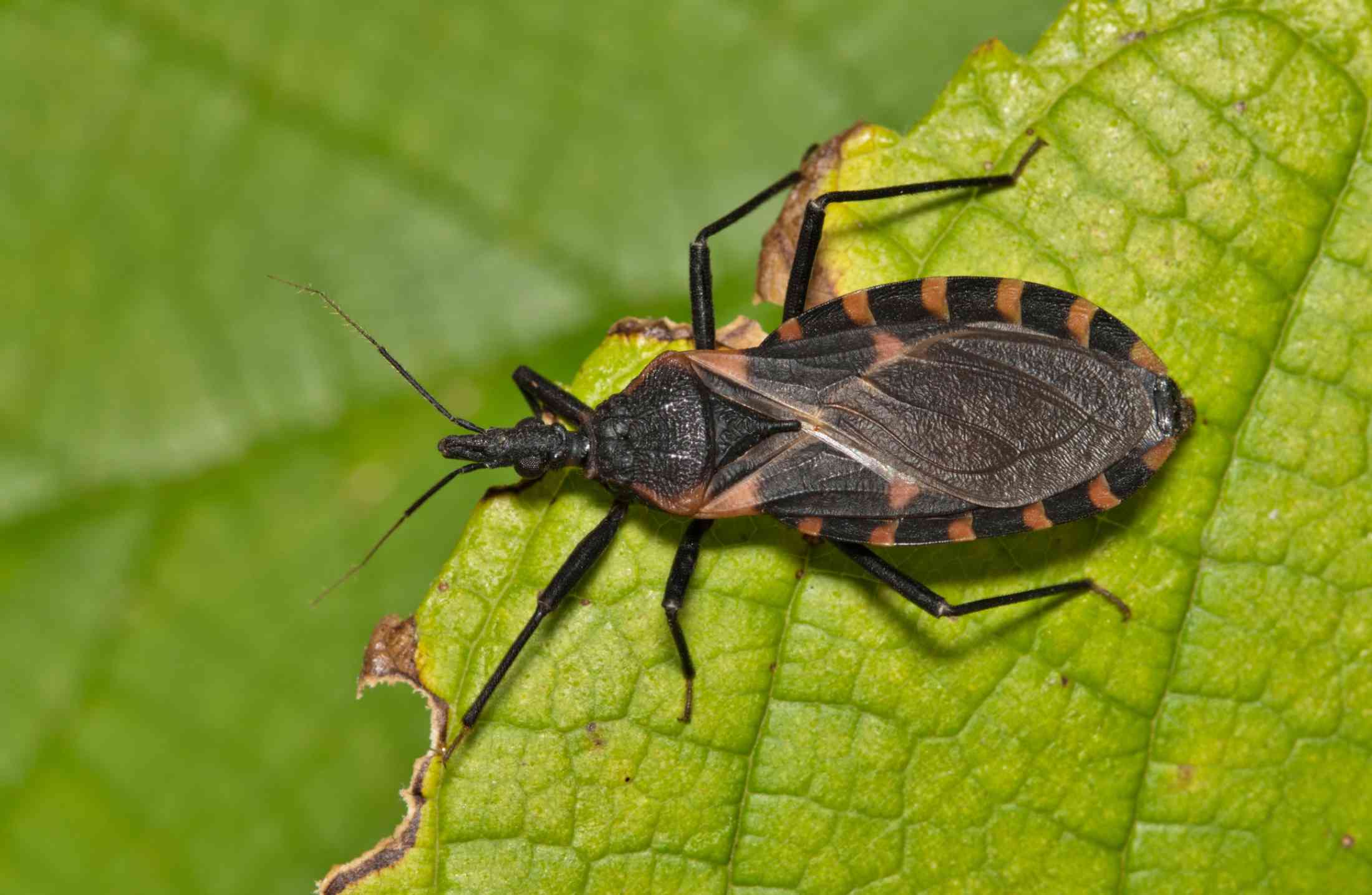 Pesquisa liga desmatamento a Chagas e leishmaniose no interior do Acre