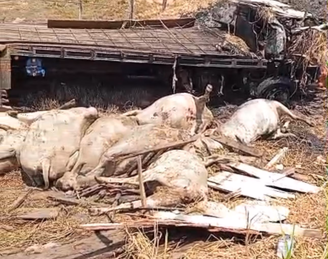 Cena chocante: vídeo mostra bois mortos às margens da BR-364 após carreta tombar