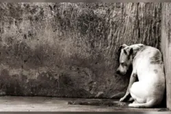 Morte de cães em sítio gera revolta; família aponta disputa por herança e registra B.O