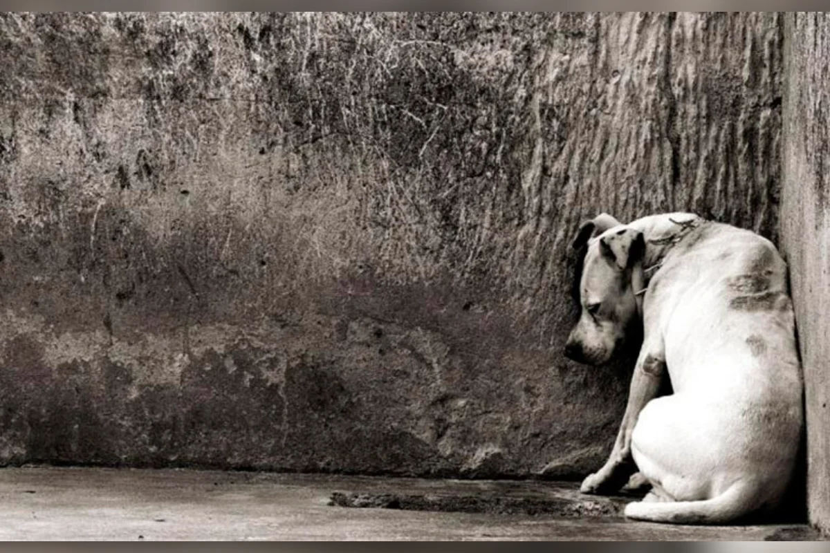 Morte de cães em sítio gera revolta; família aponta disputa por herança e registra B.O