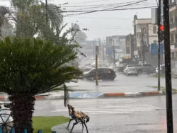 Chuva forte com ventos provocam queda de árvore e destelhamento em Cruzeiro do Sul