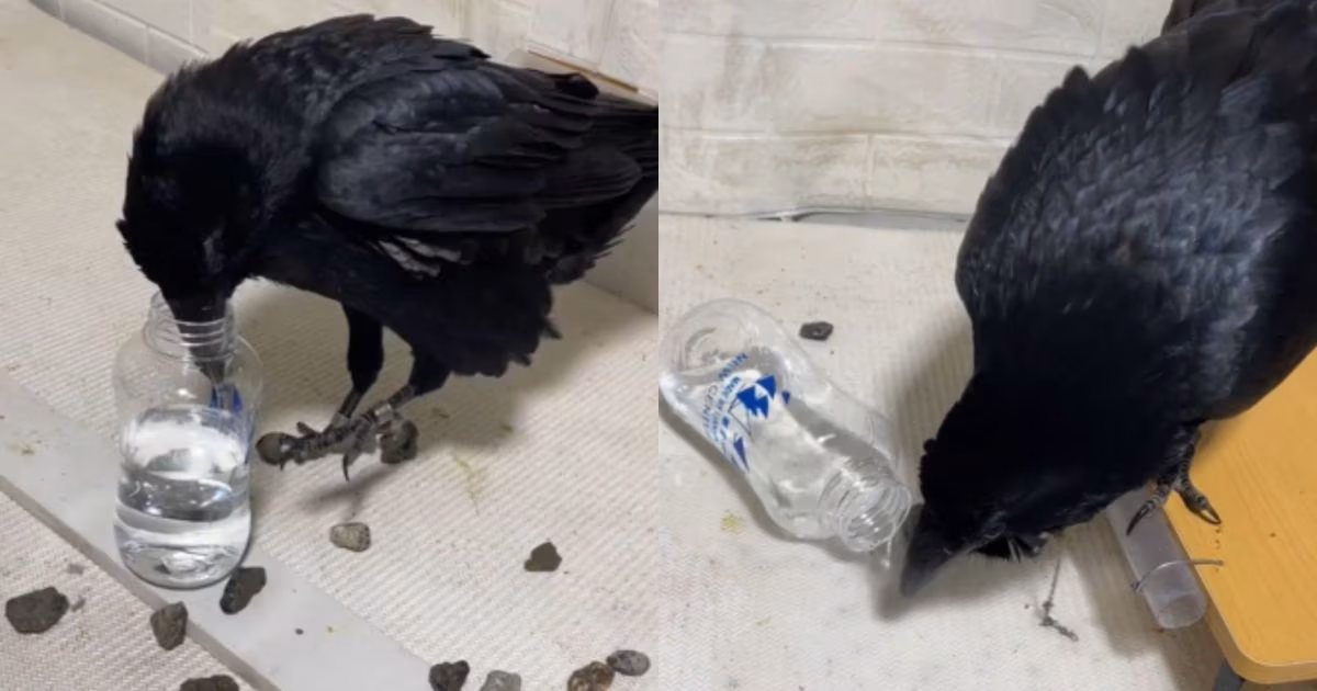 Corvo aprende a beber água sozinho; ave pode ser criada como animal de estimação no Brasil?